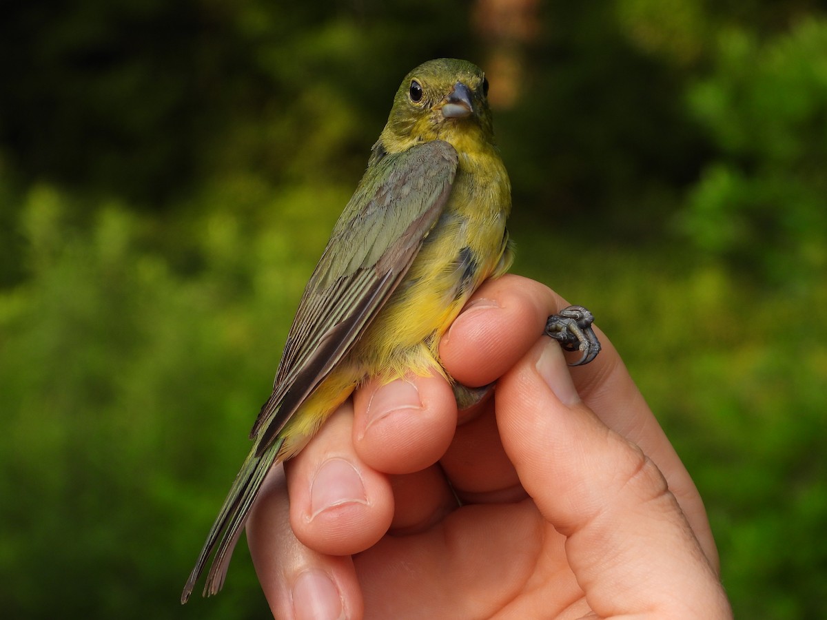 Painted Bunting - ML578160311