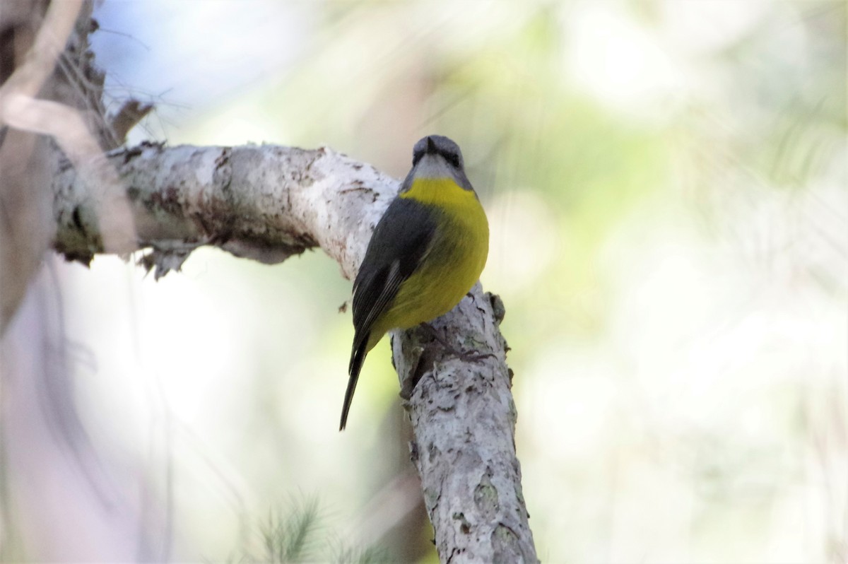 Eastern Yellow Robin - ML578161941