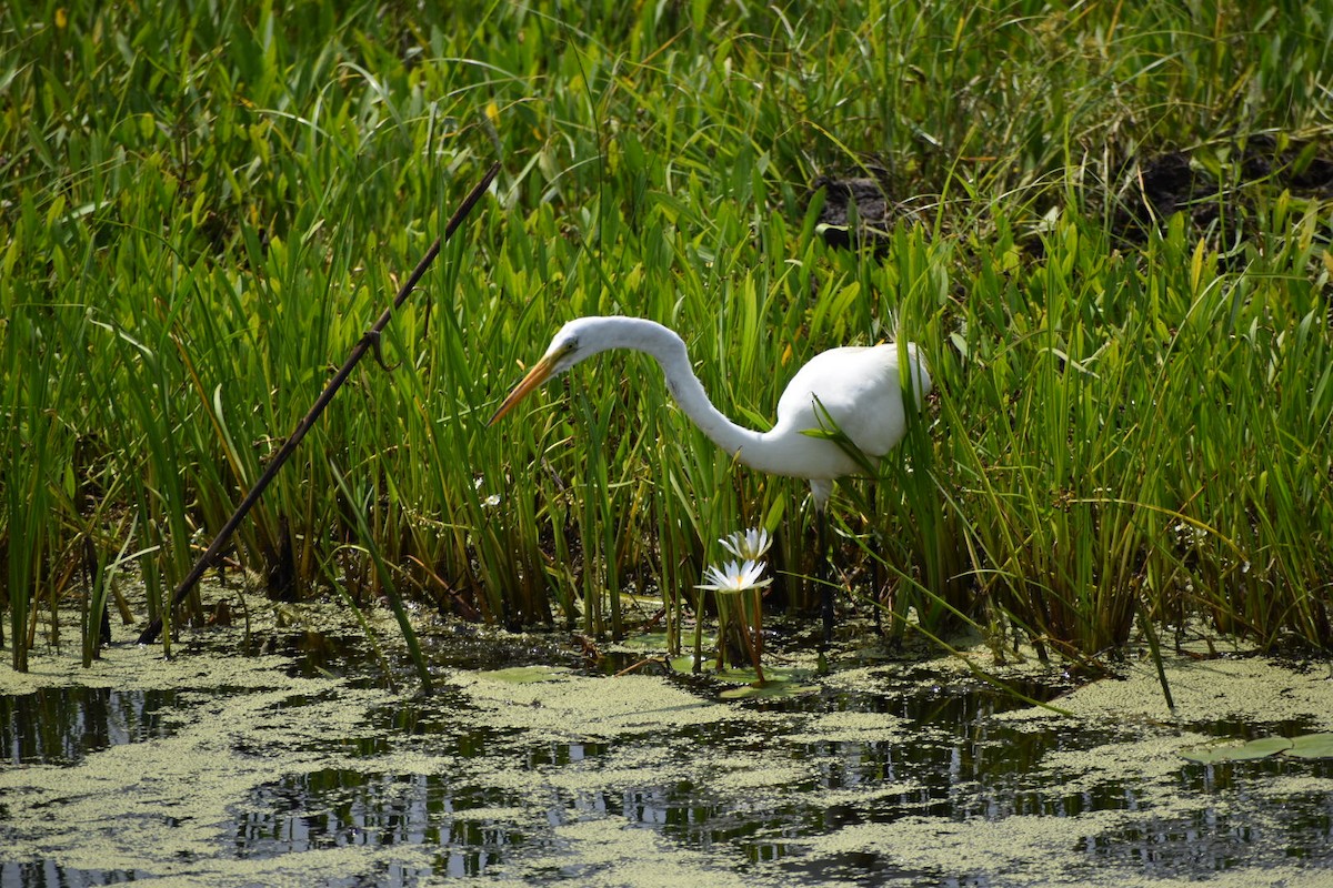 Great Egret - Varick Cowell