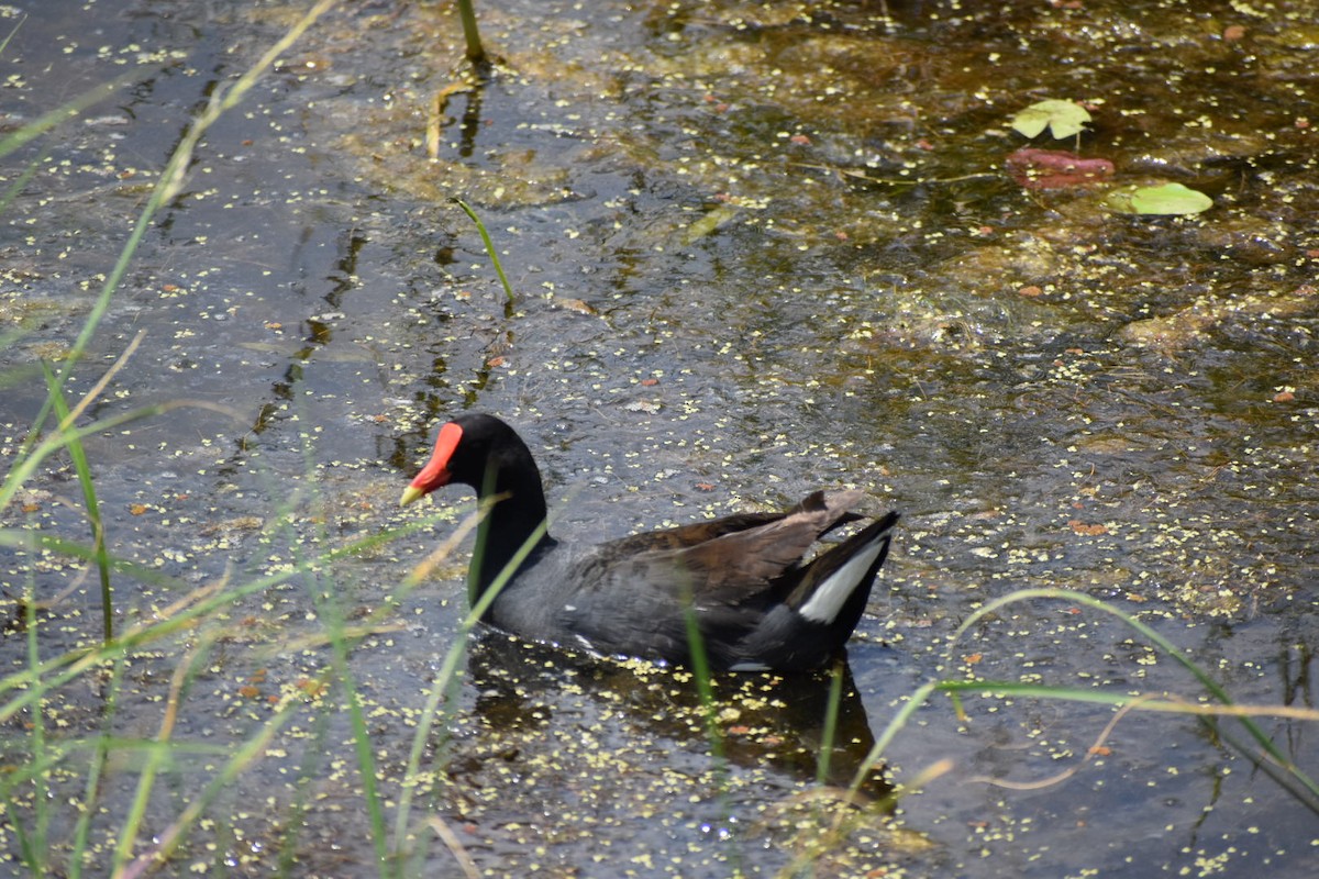 Common Gallinule - ML578162721