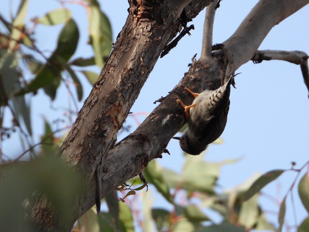 Varied Sittella - ML578164881