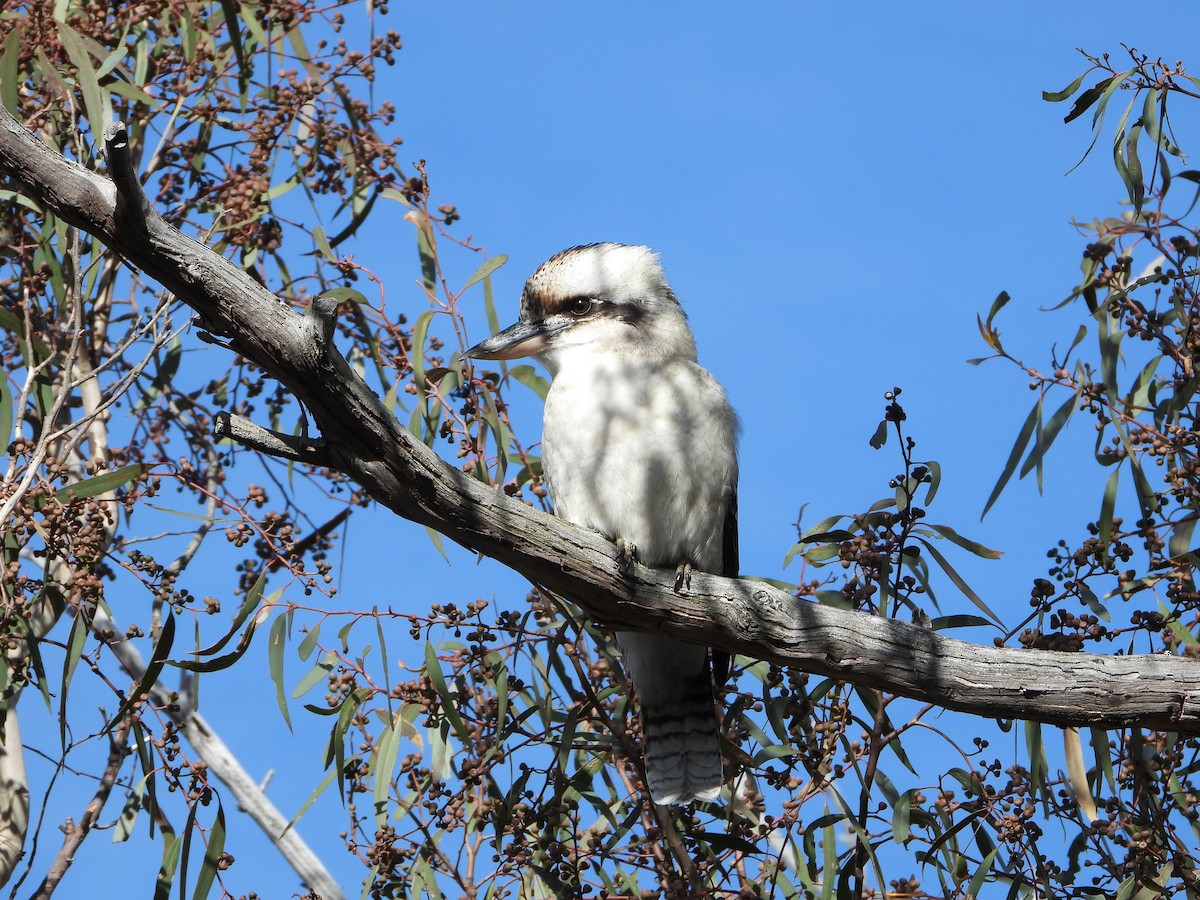 Laughing Kookaburra - ML578165321