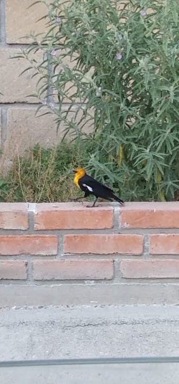 Yellow-headed Blackbird - ML578167761