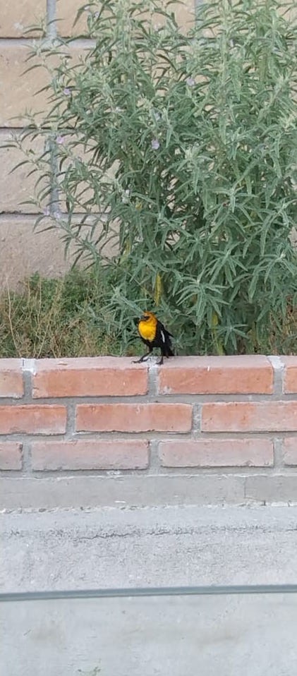 Yellow-headed Blackbird - ML578167771