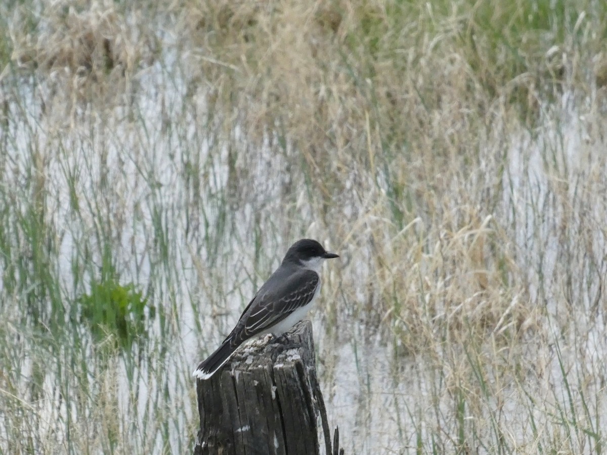 Eastern Kingbird - ML578168721