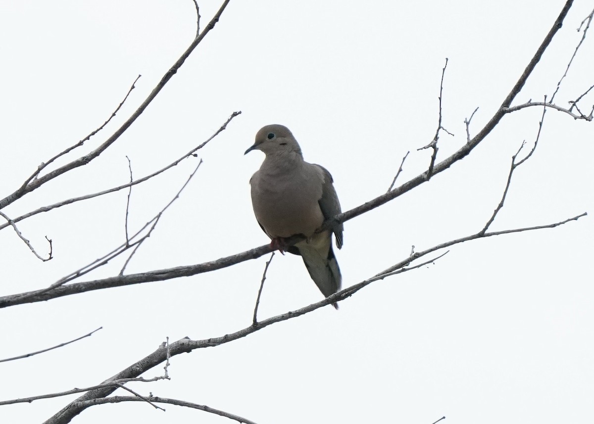 Mourning Dove - ML578169321