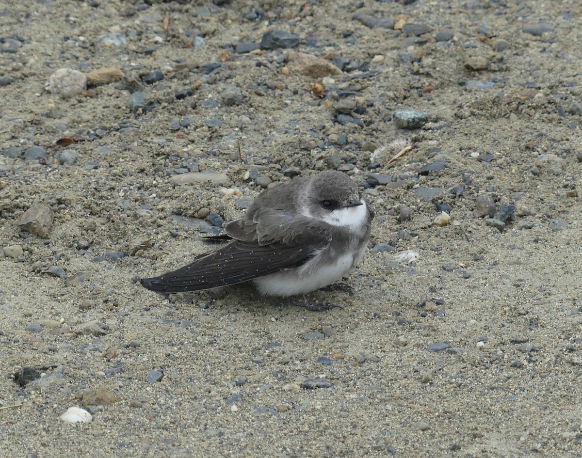 Bank Swallow - ML578169571