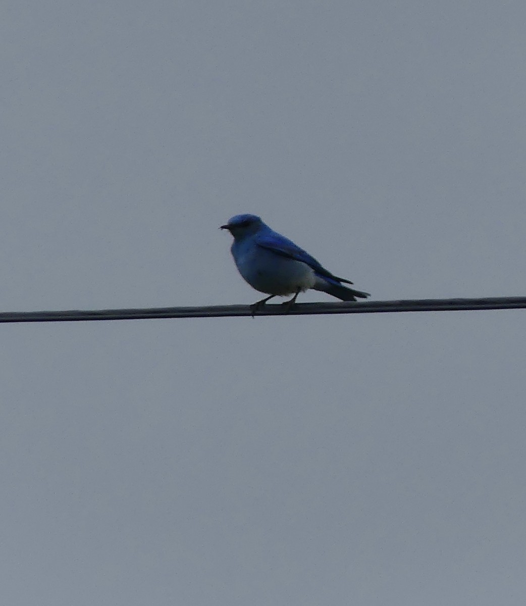 Mountain Bluebird - ML578169901