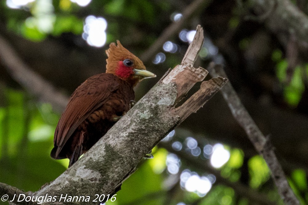 Chestnut-colored Woodpecker - ML578170281