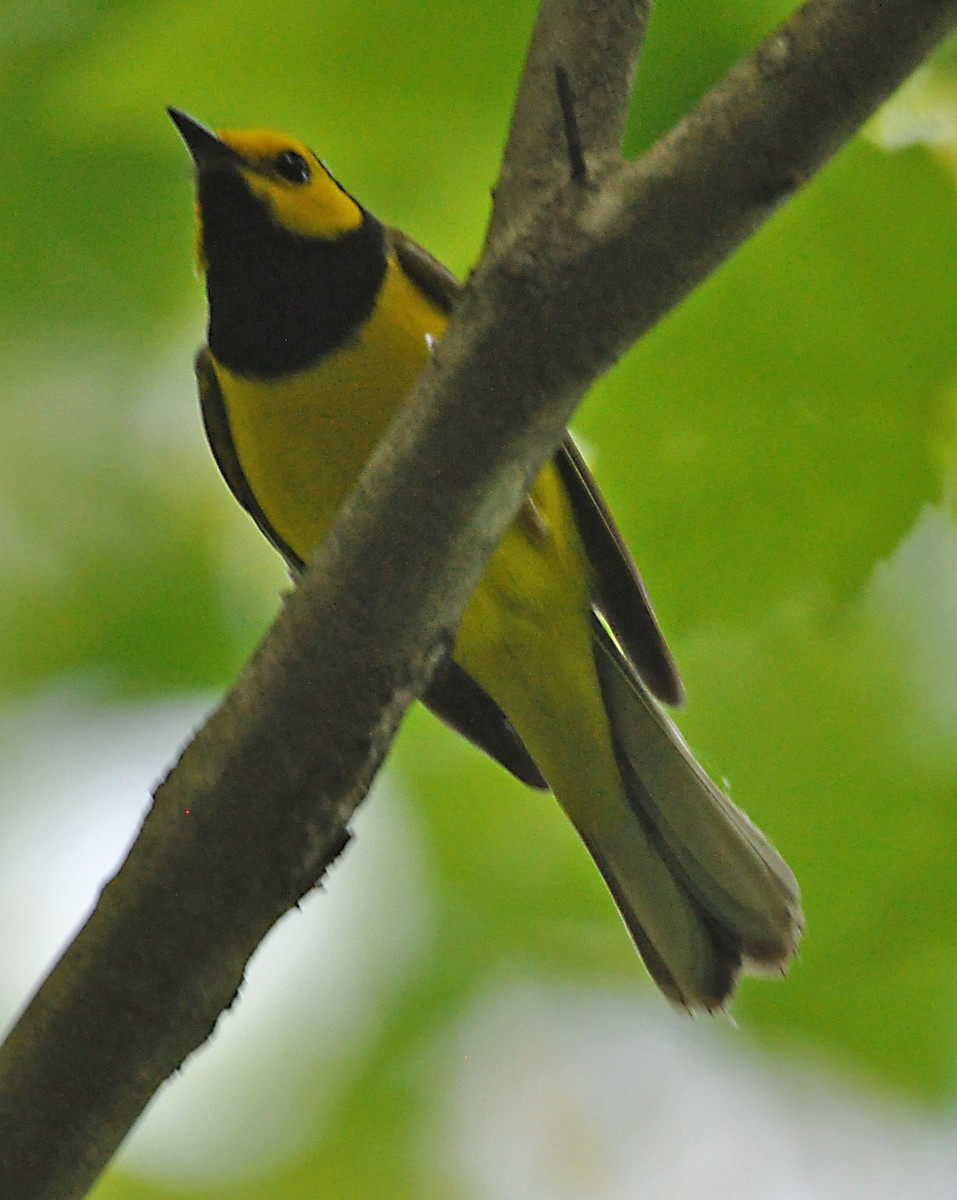 Hooded Warbler - ML578170411