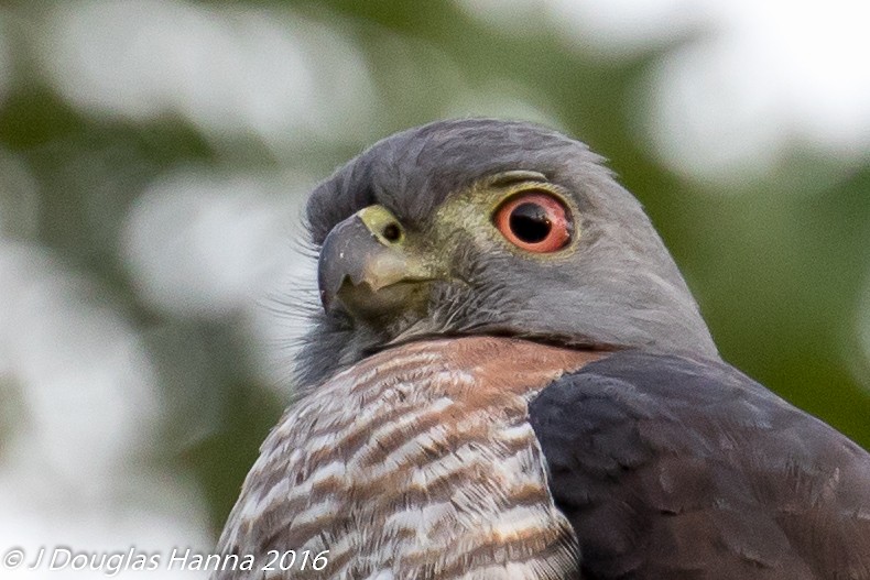 Double-toothed Kite - ML578170461