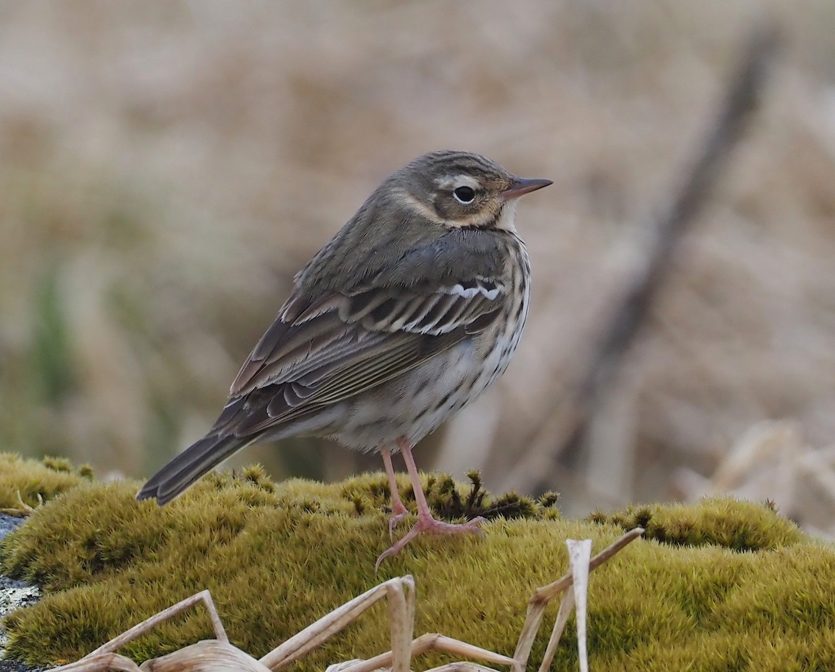 Pipit à dos olive - ML578170711