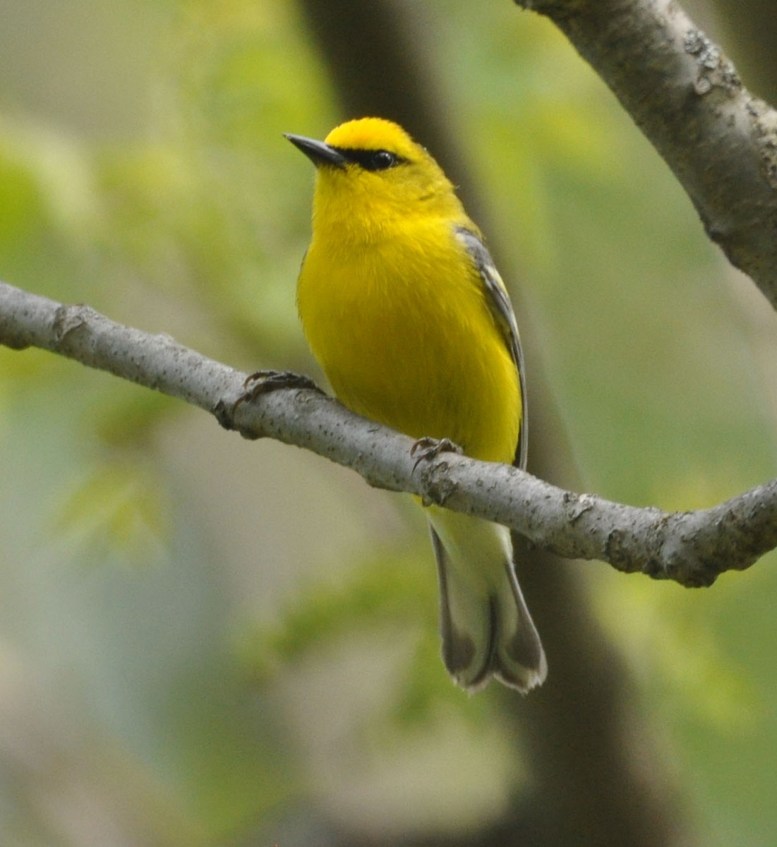 Blue-winged Warbler - Marc Fenner