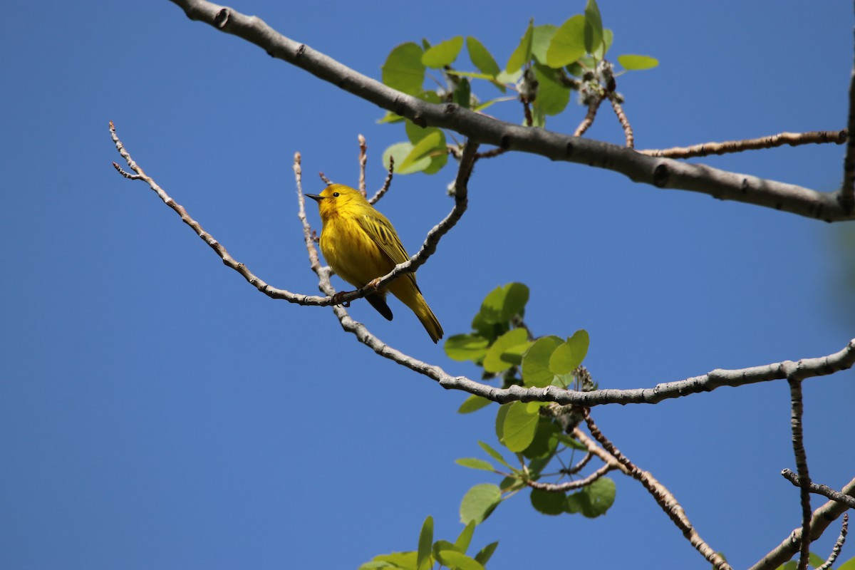 Yellow Warbler - ML578171381