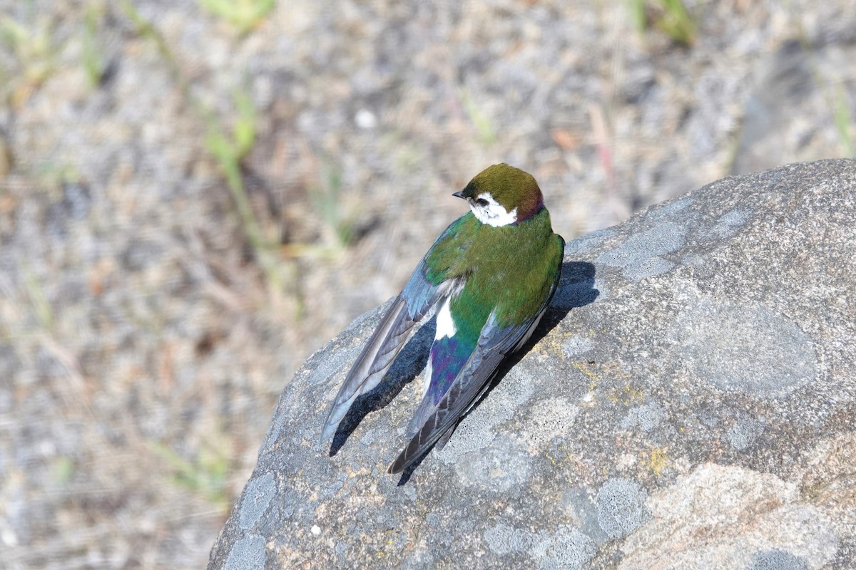 Violet-green Swallow - ML578171481