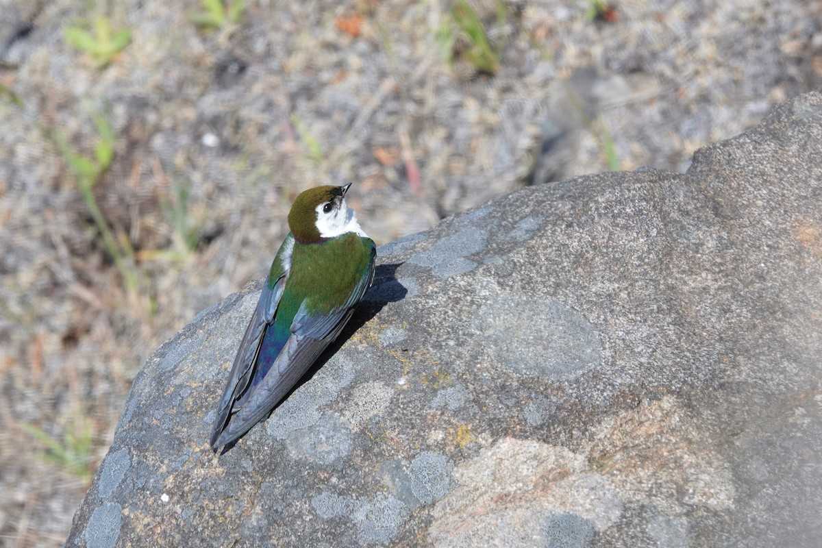 Violet-green Swallow - ML578171491