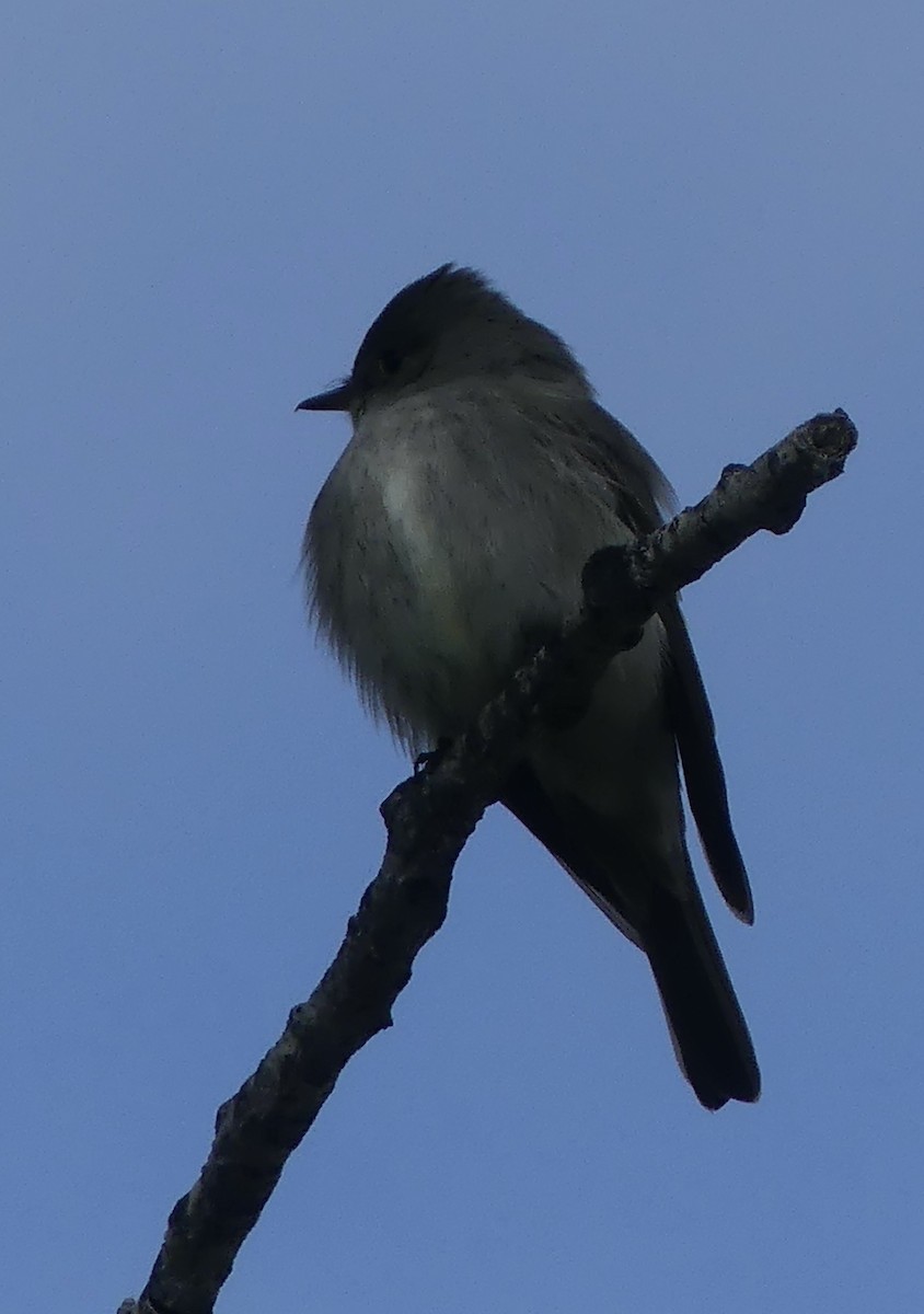 Western Wood-Pewee - ML578171541