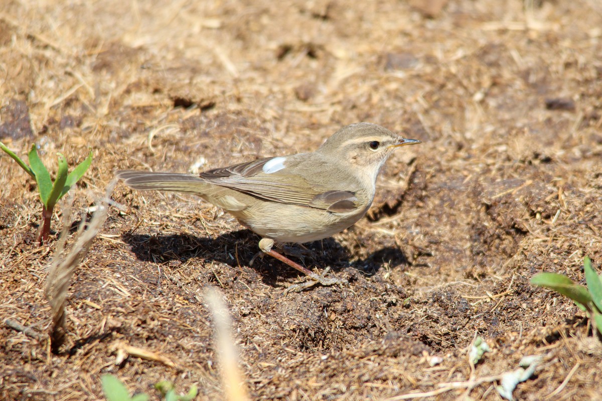 Dusky Warbler - ML578171881