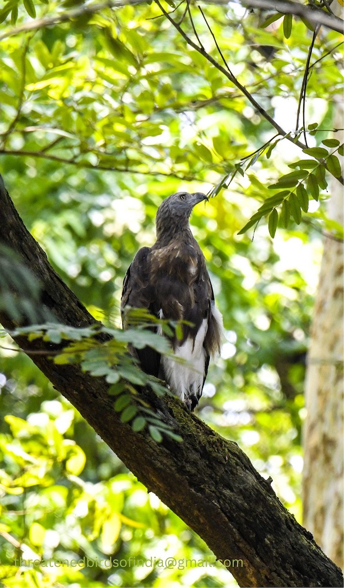 Gray-headed Fish-Eagle - Shuvendu Das