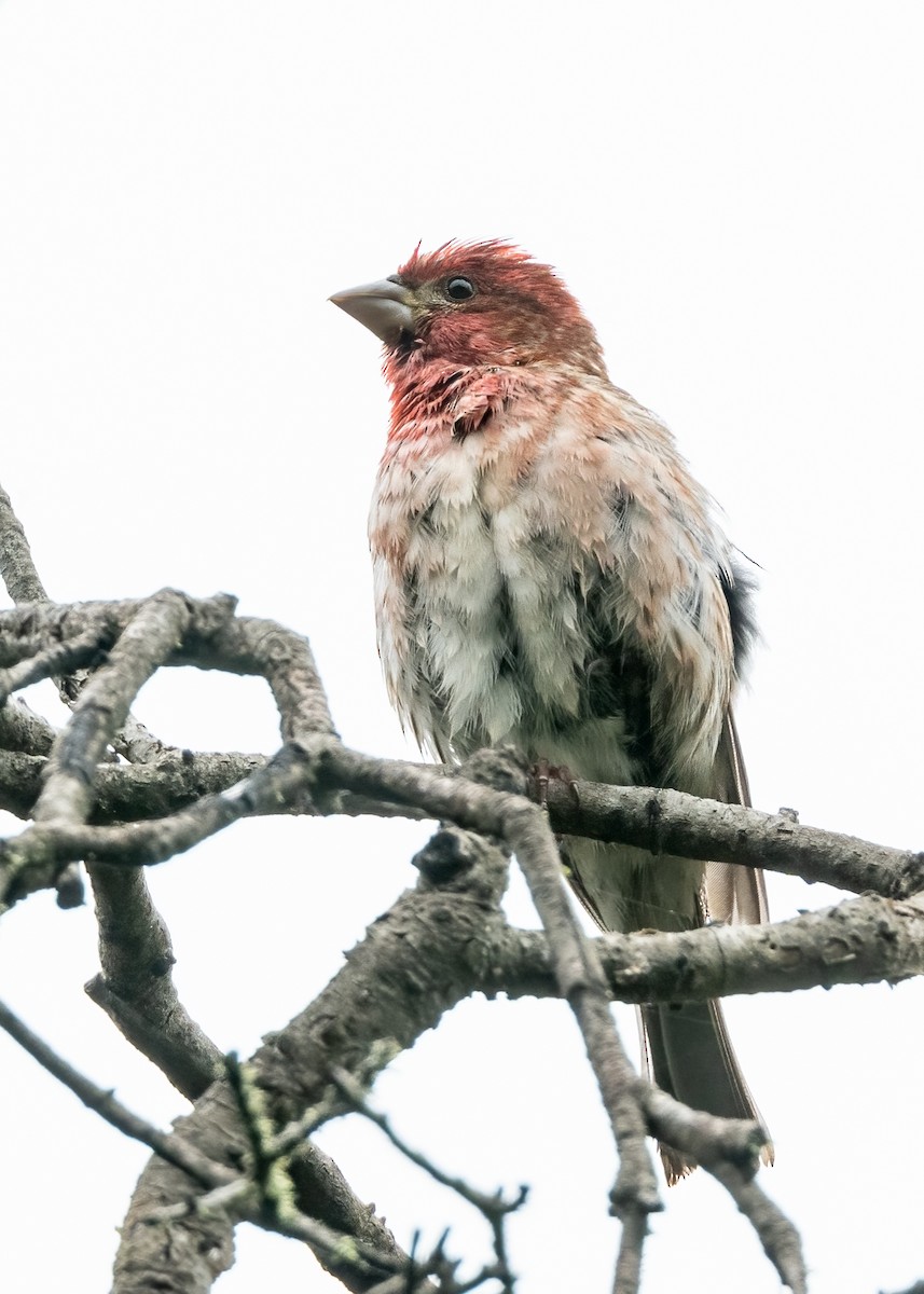 Purple Finch - ML578172641