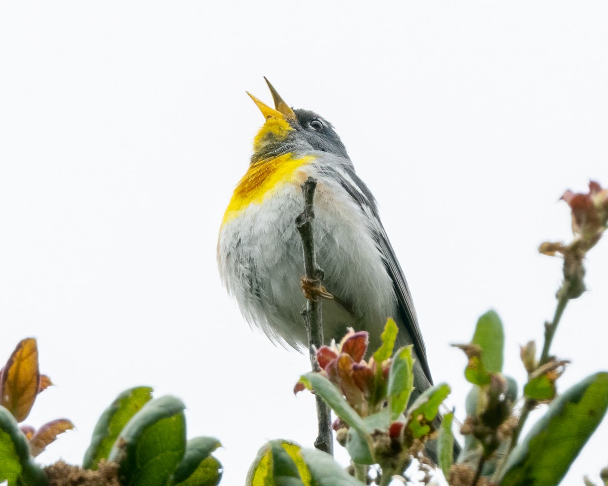 Northern Parula - ML578172671