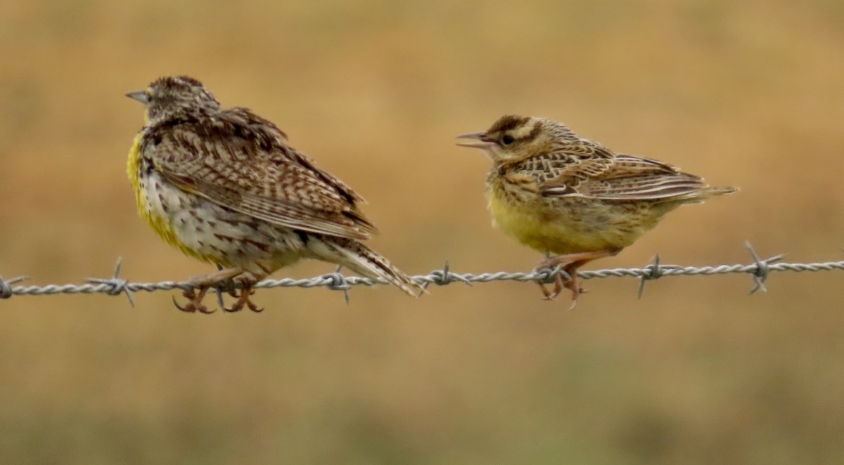 Western Meadowlark - ML578172851