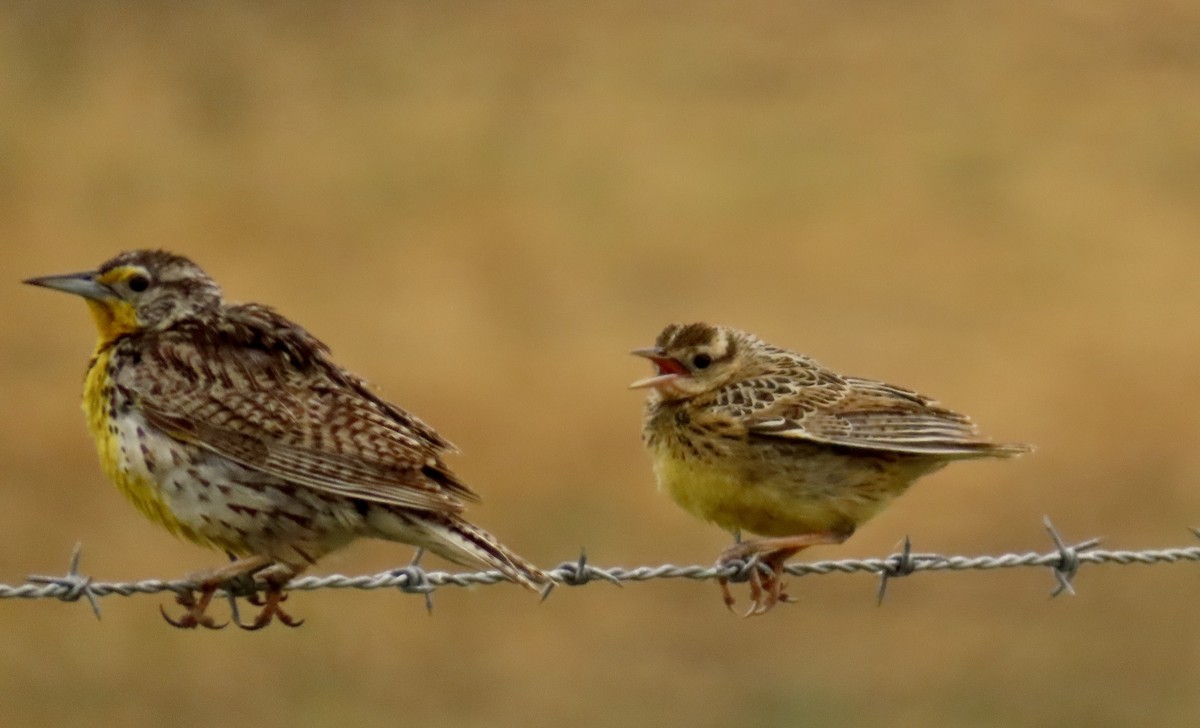 Western Meadowlark - ML578172881