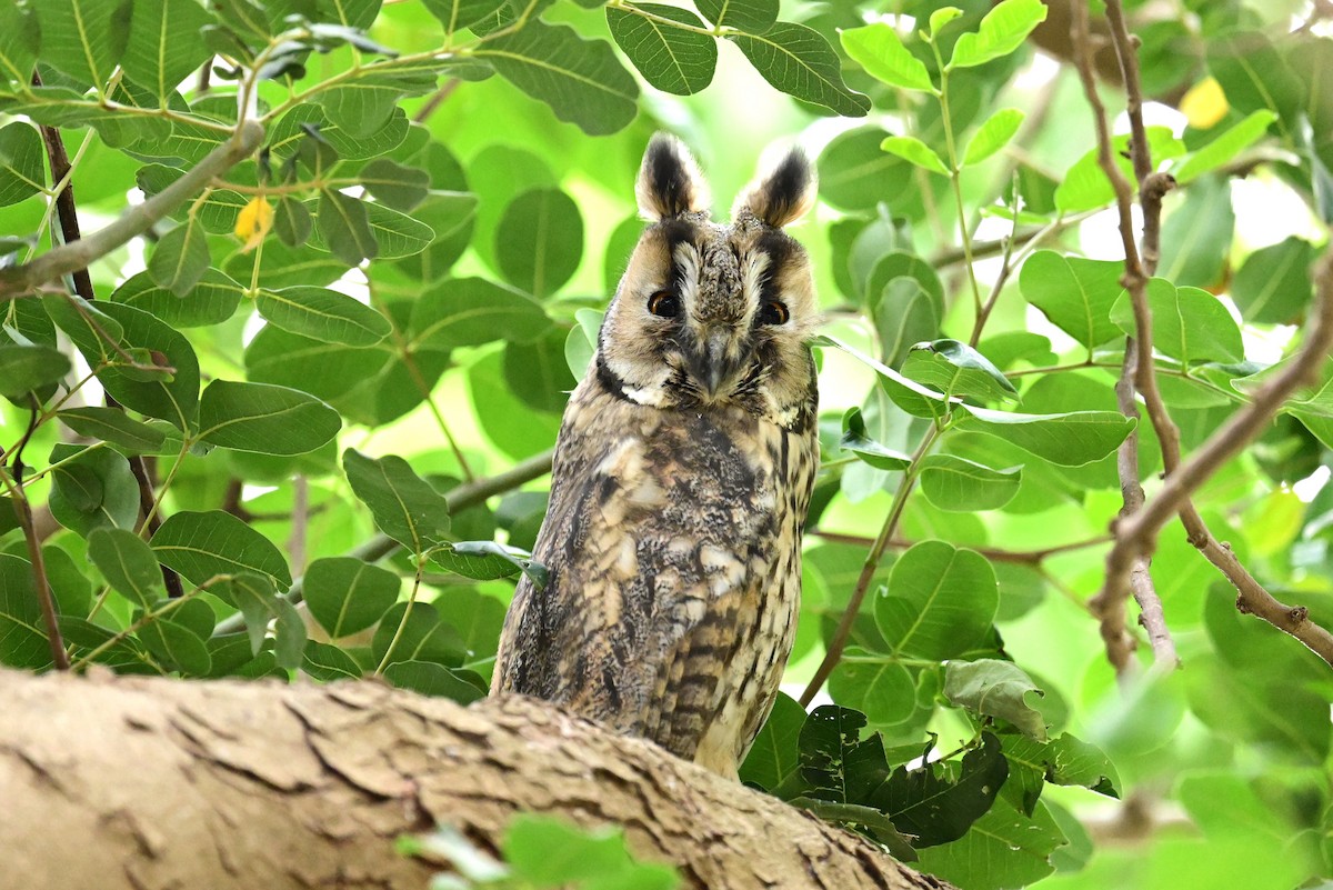 kalous ušatý (ssp. otus/canariensis) - ML578173361