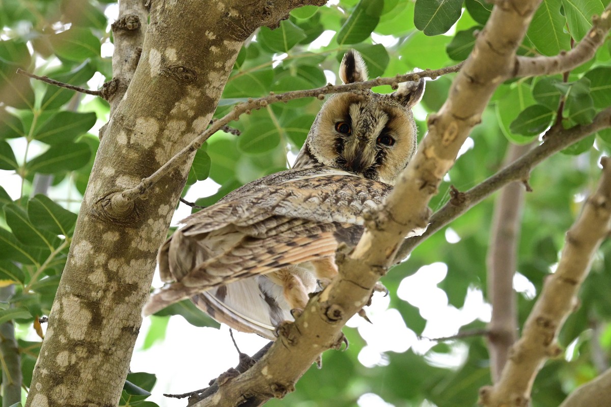 長耳鴞(otus/canariensis) - ML578173371