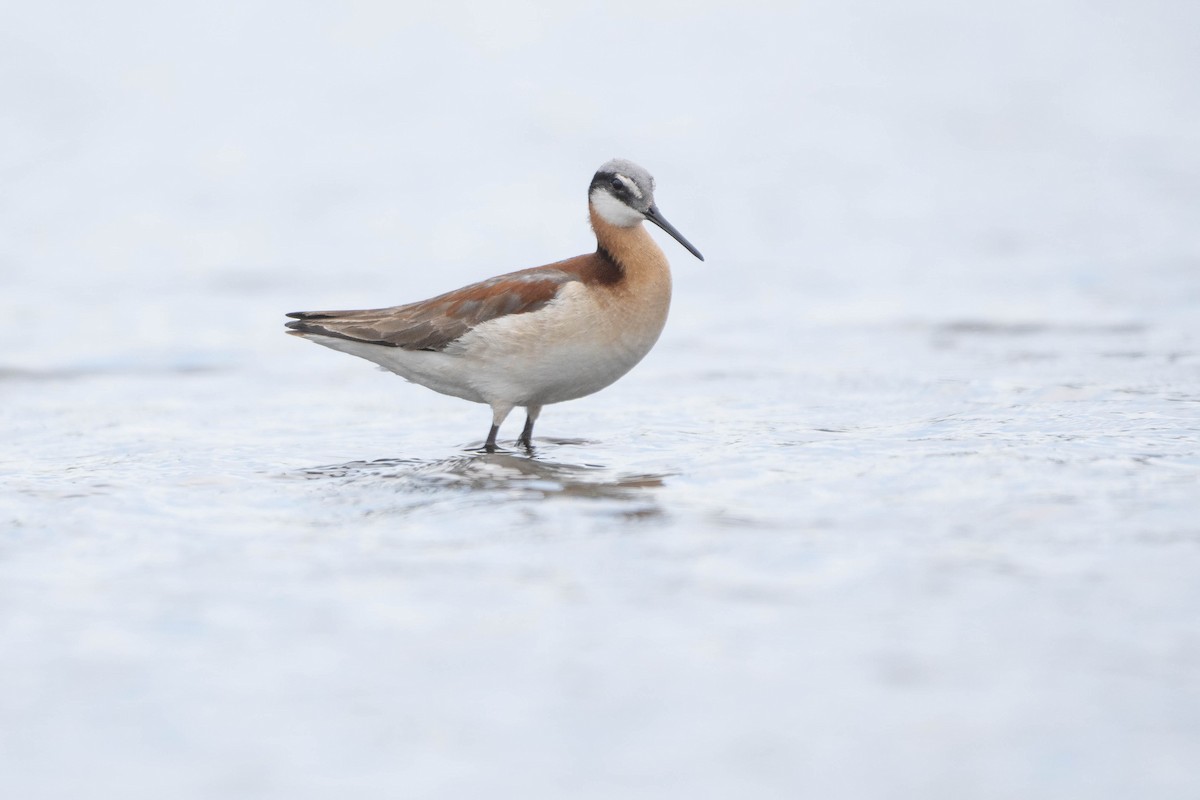 Phalarope de Wilson - ML578173491