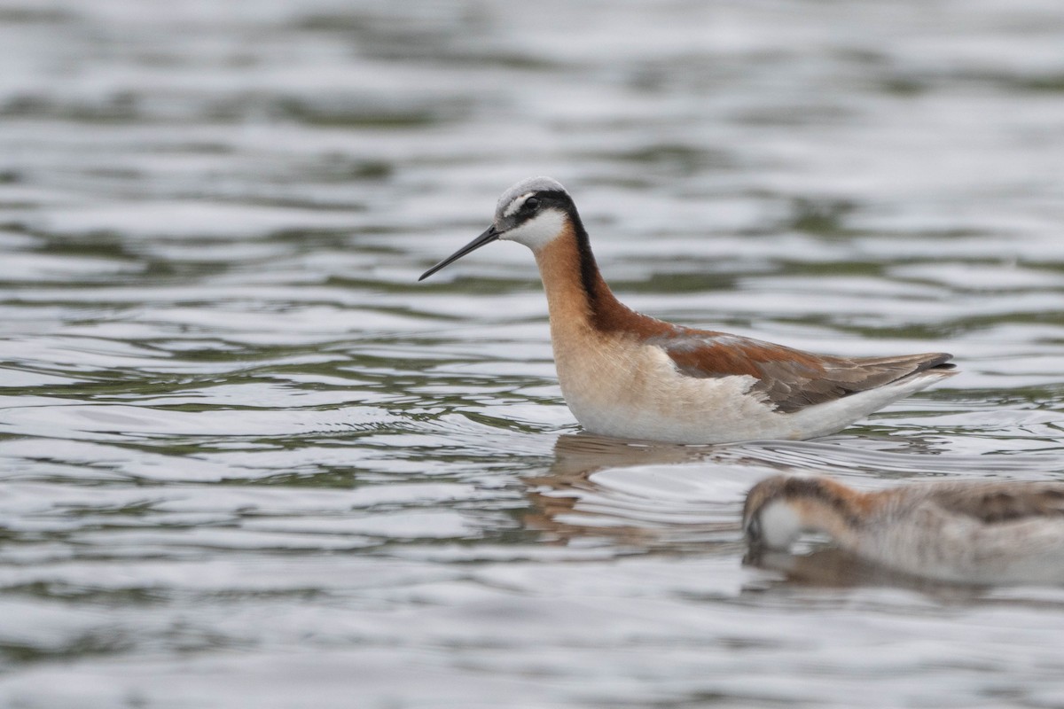 Phalarope de Wilson - ML578173541