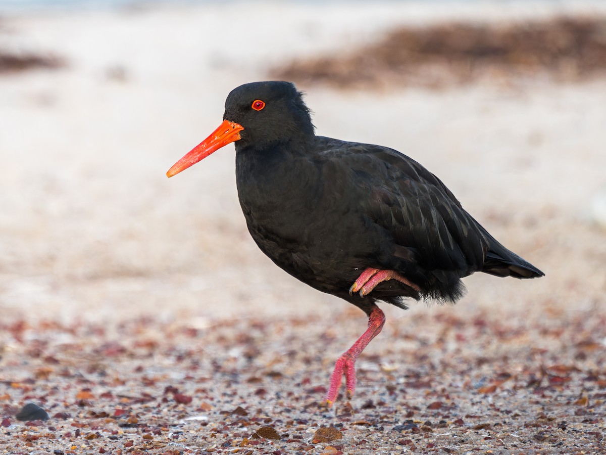 Sooty Oystercatcher - ML578173561