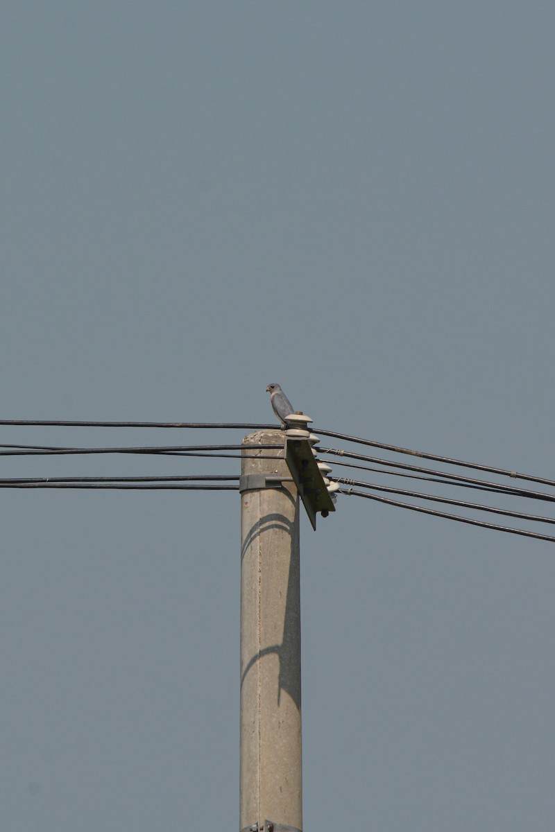 Chinese Sparrowhawk - ML578173851