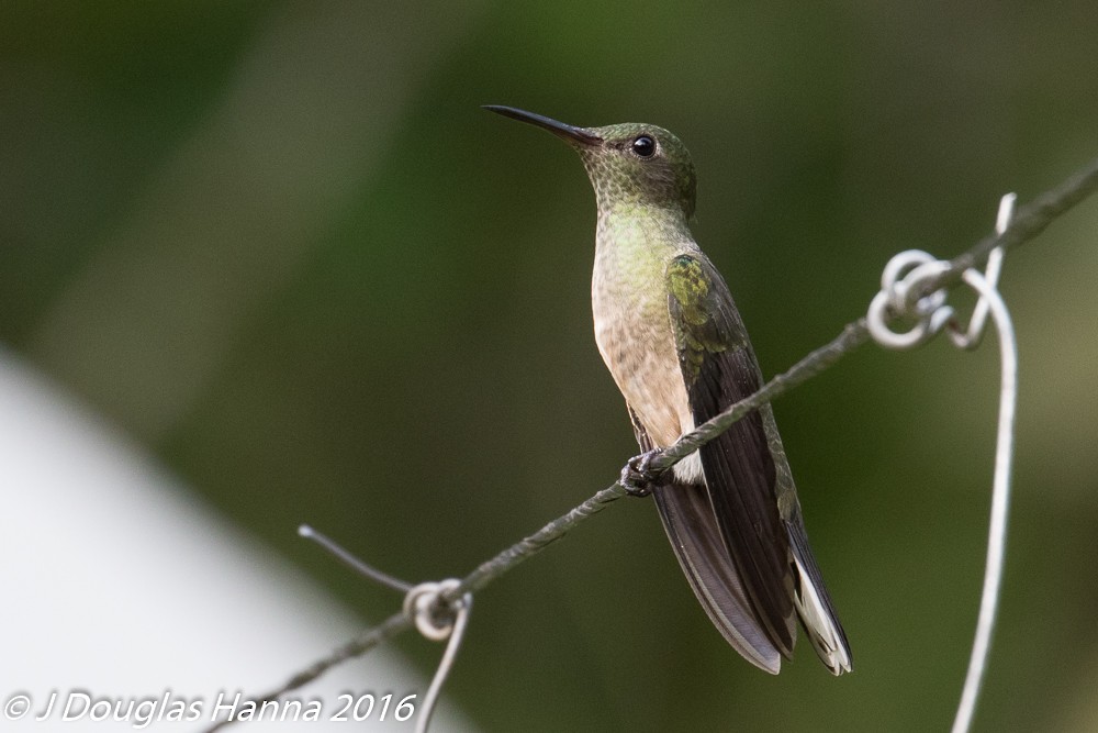 Scaly-breasted Hummingbird - michael carmody