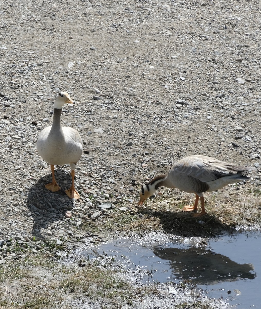 Bar-headed Goose - ML578175151