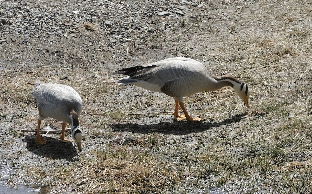 Bar-headed Goose - Xinyi Z