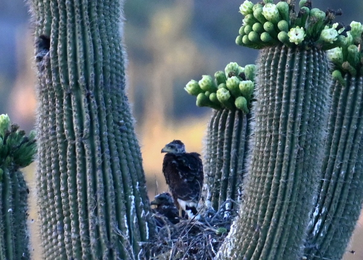 Harris's Hawk - ML578175561