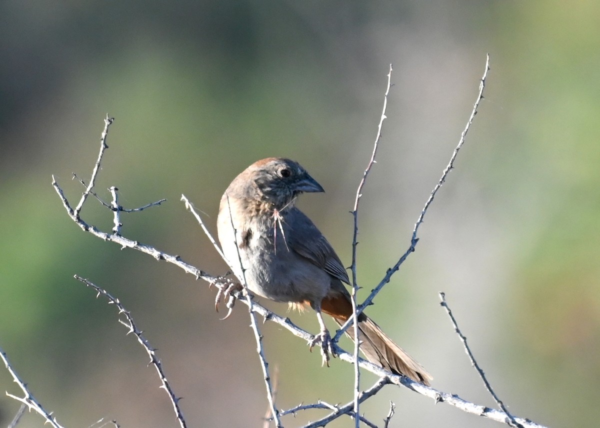 Canyon Towhee - Donald Davis