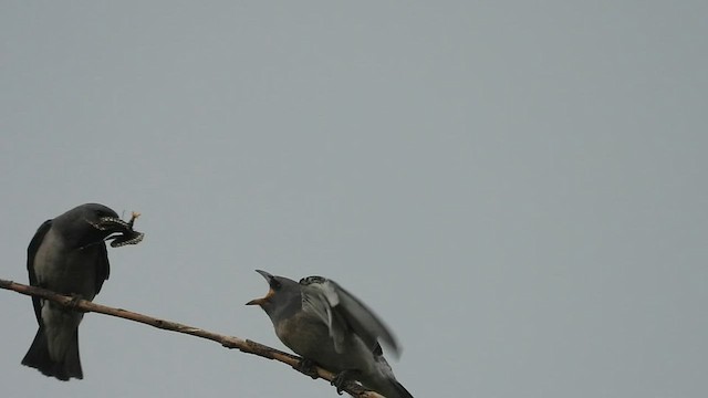 Ashy Woodswallow - ML578176341