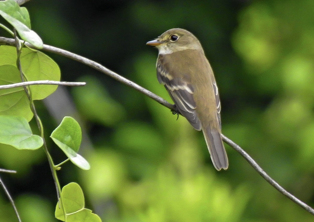 Піві-малюк вільховий - ML578176591