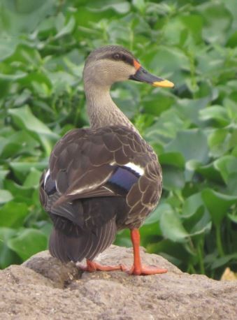 Indian Spot-billed Duck - ML57817681