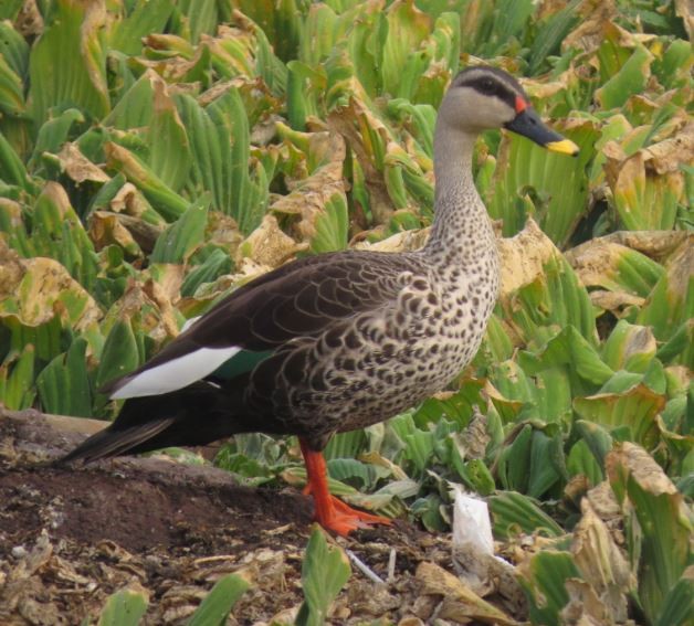 Indian Spot-billed Duck - ML57817691