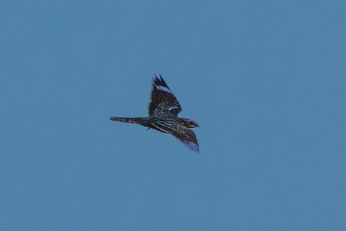 Lesser Nighthawk - Samuel Schmidt