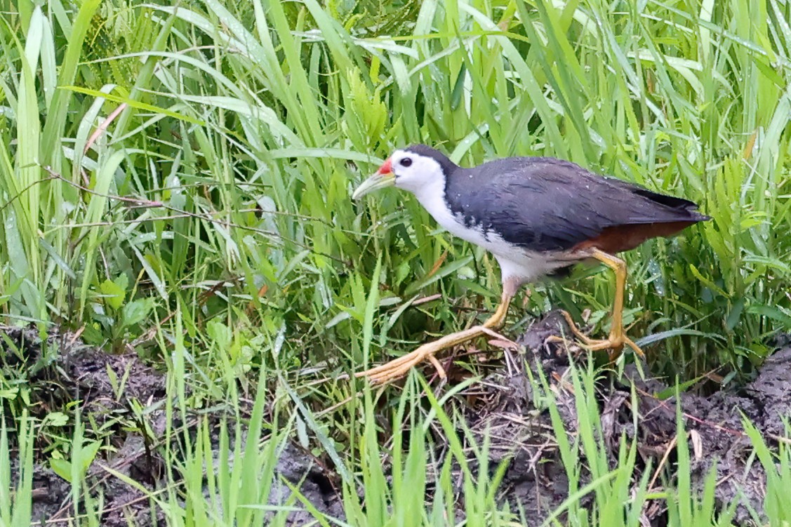 White-breasted Waterhen - Garrett Lau