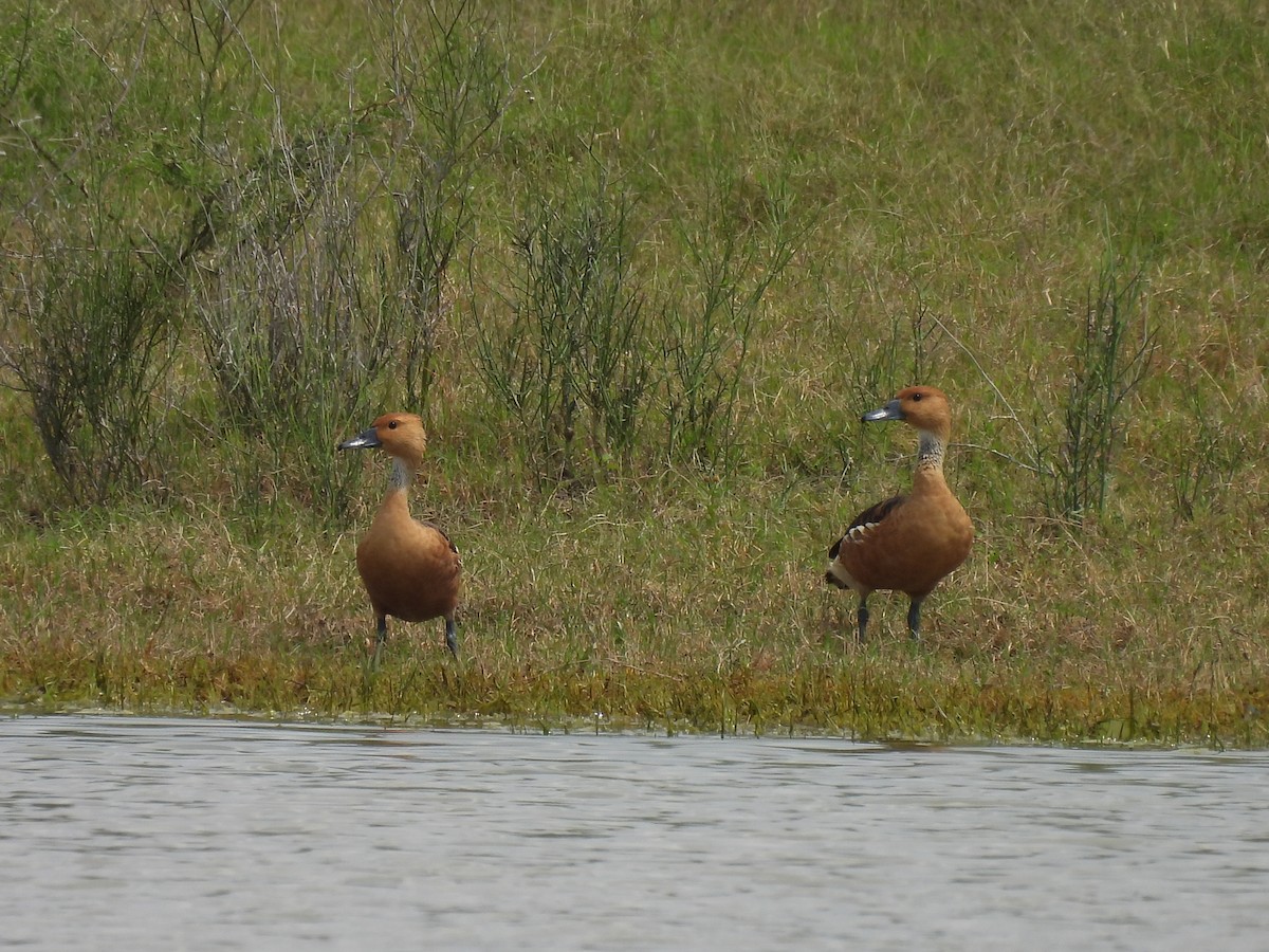 Fulvous Whistling-Duck - ML578181651