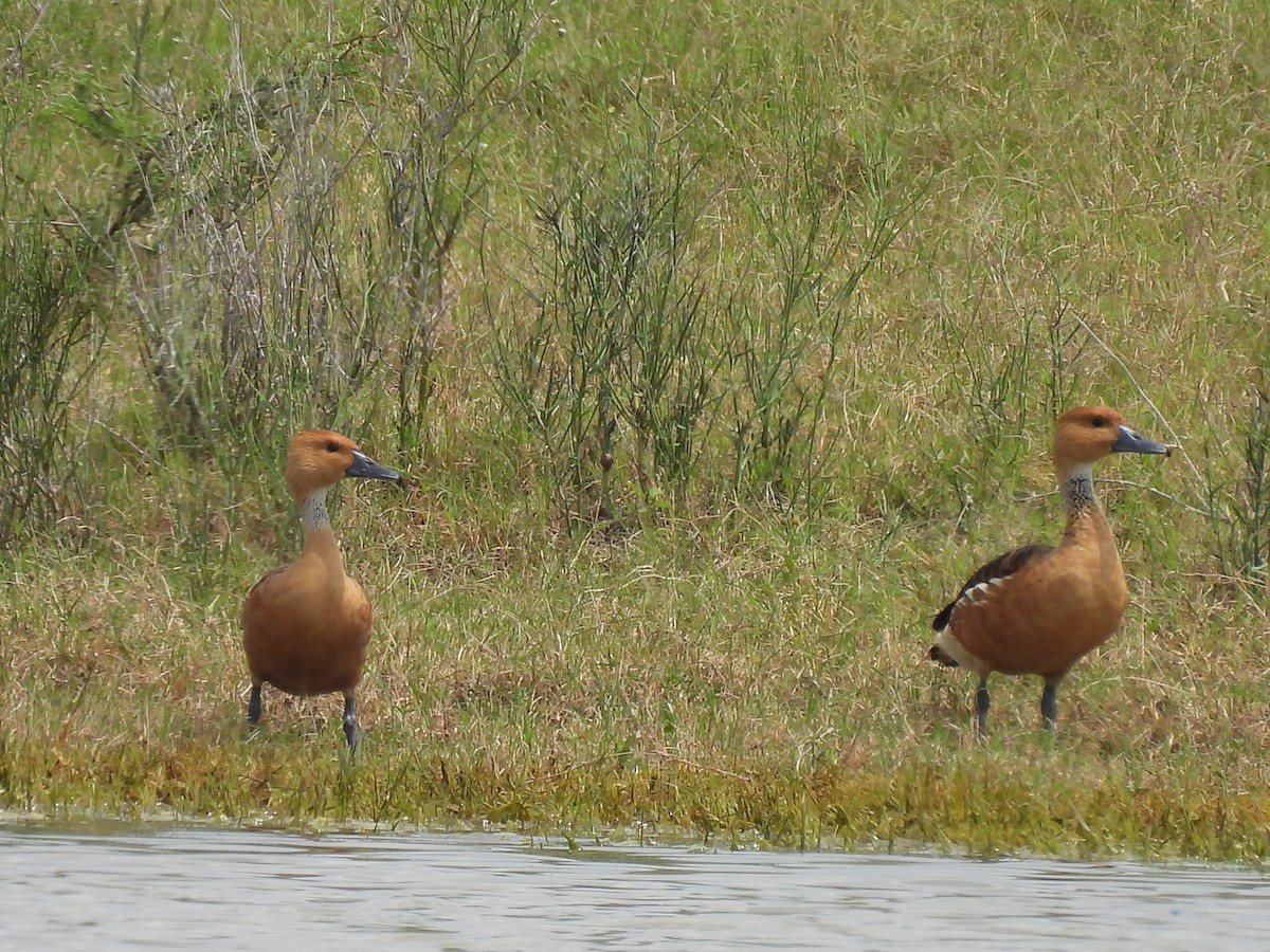 Fulvous Whistling-Duck - ML578181661