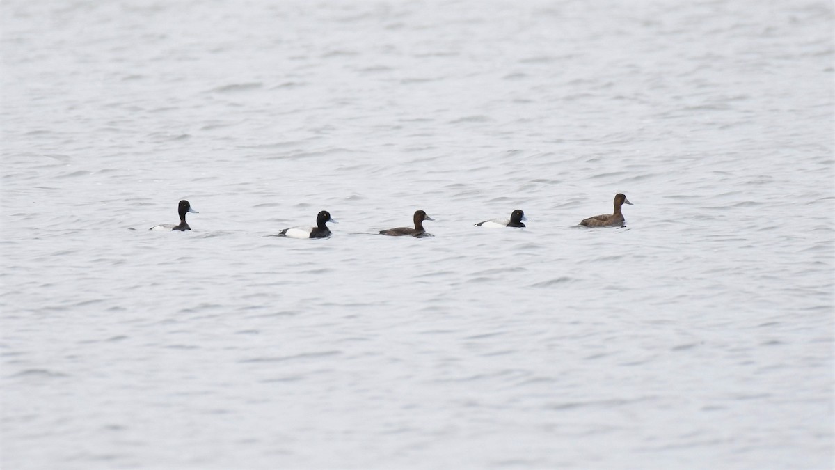 Greater Scaup - ML578182171