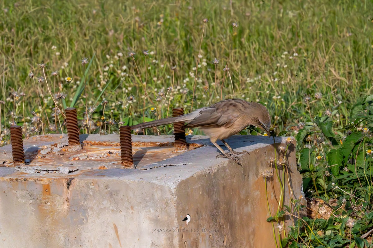 Large Gray Babbler - ML578182411