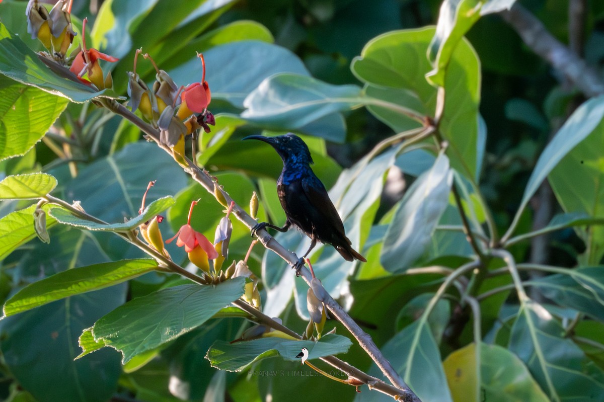 Purple Sunbird - ML578182501