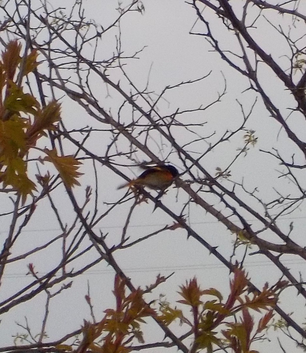 American Redstart - Tressie Dutchyn